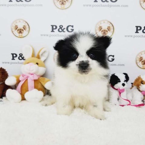 Pomeranian puppy for sale + 53584