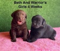AKC Labrador Puppies Labrador Retriever for sale/adoption
