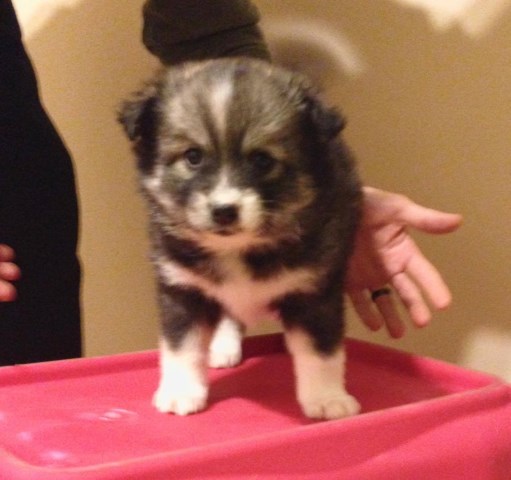 Pomsky puppy for sale + 47960
