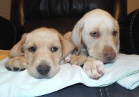 Goldadore Retrivers Goldendoodle for sale/adoption