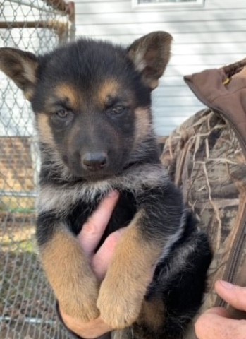 GERMAN SHEPHERD PUPPIES