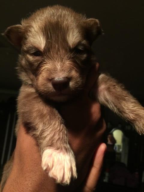 Siberian Husky puppy for sale + 48806