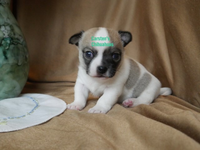 Your Furever Friend