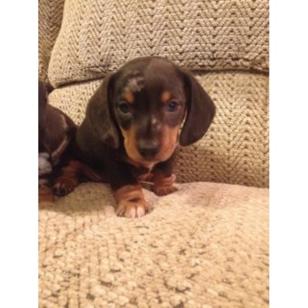 Dachshund puppy for sale + 46719