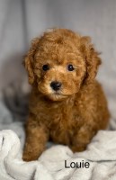 Toy Poodle Puppies from AKC Lines – Raised with Heart Poodle Toy for sale/adoption