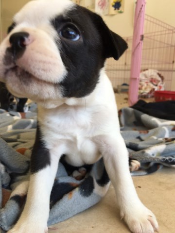 Boston Terrier puppy for sale + 47932