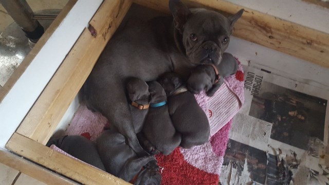 French Bulldog puppy for sale + 47763