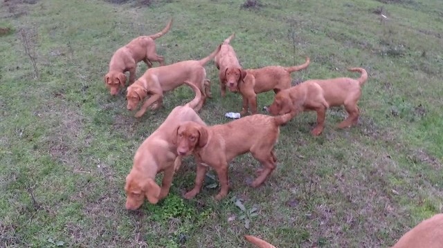 Texas Red Dudley Labrador Retrievers