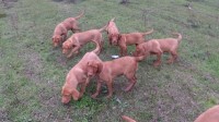 Texas Red Dudley Labrador Retrievers Labrador Retriever for sale/adoption