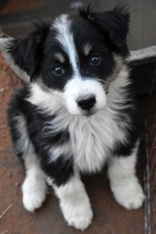 Australian Shepherd Dog puppy for sale + 64593