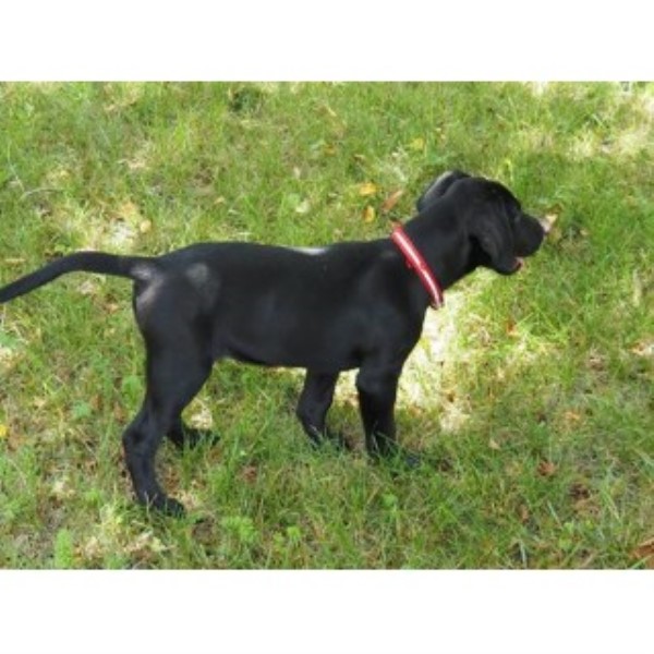 Labrador Retriever puppy for sale + 46576