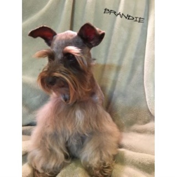 Miniature Schnauzer puppy for sale + 44544