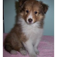 Search locally for Shetland Sheepdog Puppies and Dogs ...