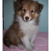 puppies shetland sheepdog adoption dogs puppy sheltie sable charming pet male freedoglistings