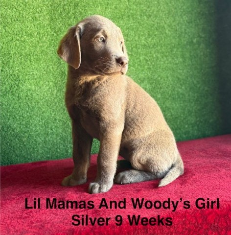 AKC Female Silver Labrador Puppy