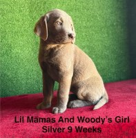 AKC Female Silver Labrador Puppy Labrador Retriever for sale/adoption