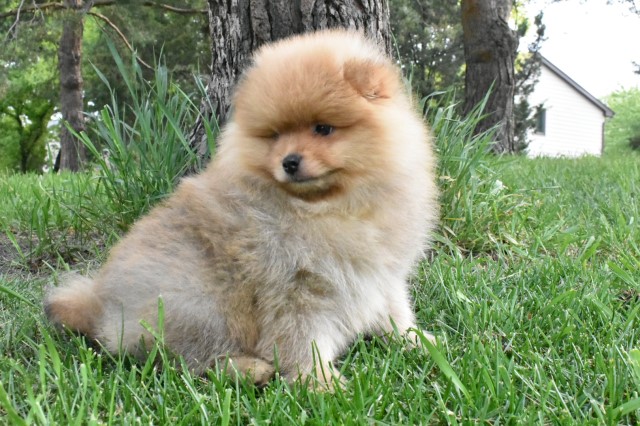 Pomeranian puppy for sale + 64774