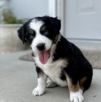 AKC Miniature Australian SOLD Miniature Australian Shepherd for sale/adoption