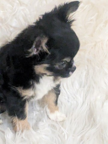 Female Chihuahua   Long Coat AKC