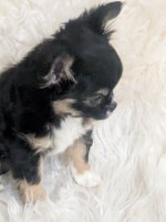 Female Chihuahua   Long Coat AKC Chihuahua for sale/adoption