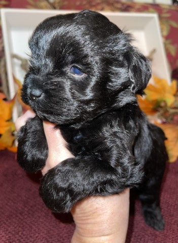 Miniature Schnauzer puppy for sale + 64012