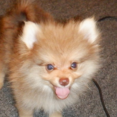 Pomeranian puppy for sale + 62472