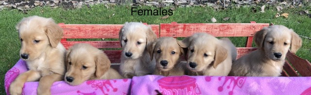 AKC GOLDEN RETRIEVER PUPPIES