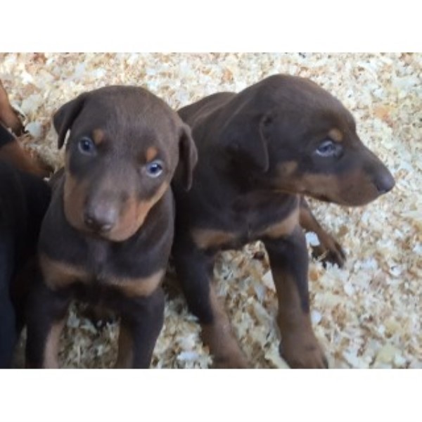 Doberman Pinschers In Los Angeles