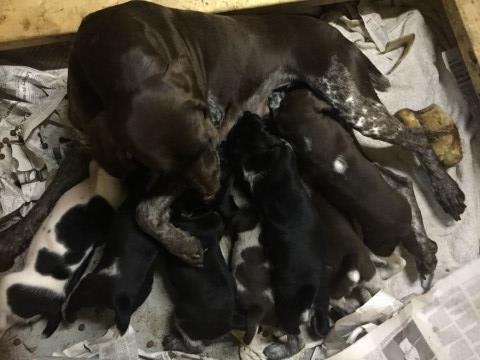 German Shorthaired Pointer puppy for sale + 50192