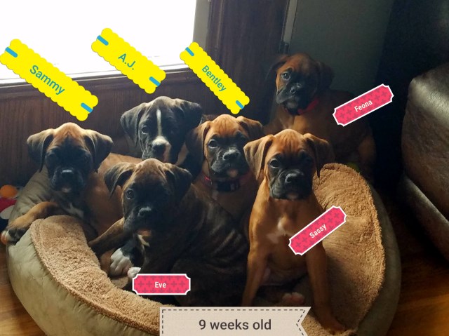 Boxer puppy for sale + 51462