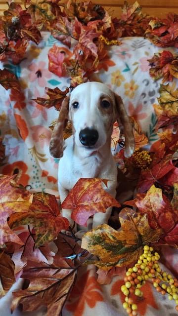 Dachshund puppy for sale + 66473