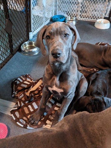 Great Dane puppy for sale + 64314