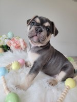 Male Tan Points - Fluffy Carrier French Bulldog for sale/adoption