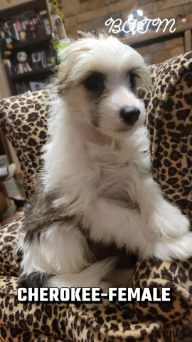 Chinese crested puffs