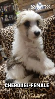 Chinese crested puffs Chinese Crested for sale/adoption