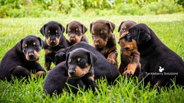 Doberman Pinscher puppy for sale + 63831