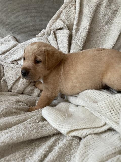 Labrador Retriever puppy for sale + 61722
