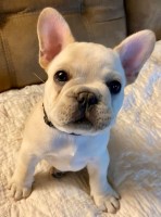 BlackJack is looking for a fur-ever home French Bulldog for sale/adoption