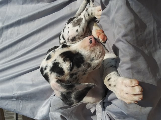 Great Dane puppy for sale + 58525