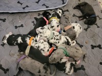 Purebred Great Danes Great Dane for sale/adoption