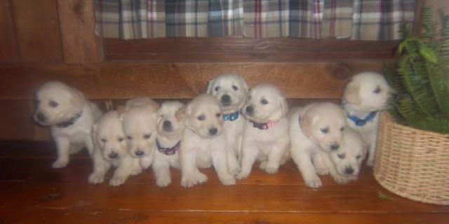 Golden Retriever Pups - English/American Goldens