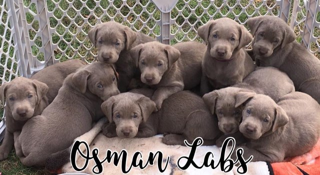 Silver Labs for Sale