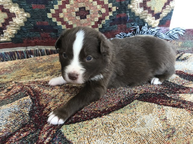 Australian Shepherd puppies