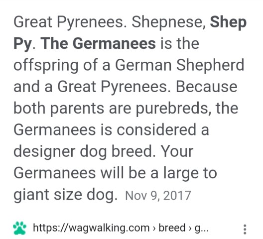 Beautiful Germanees puppies