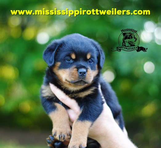 Rottweiler puppy for sale + 58249