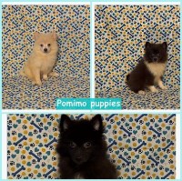 Pomimo male puppies American Eskimo Dog for sale/adoption