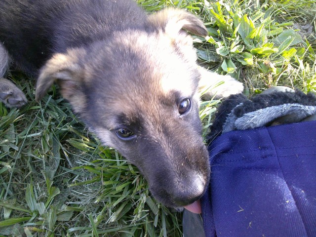 German Shepherd Dog puppy for sale + 64740