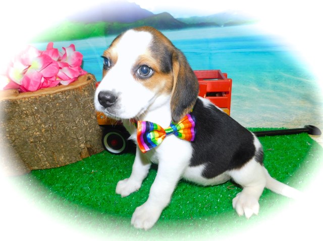 Beagle puppy for sale + 57325