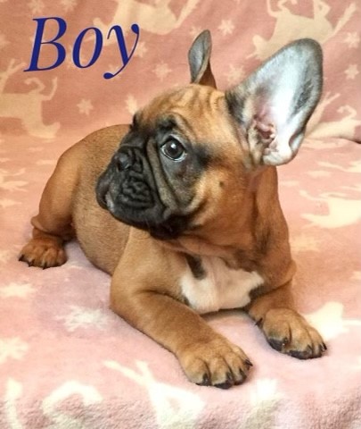 French Bulldog Puppies Frenchies