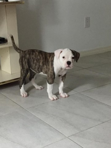 AMERICAN BULLDOG NKC REG FOR SALE/BIG PRICE DROP